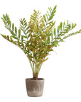 Zamia - Palm Accent In Planter - Green
