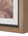 Big Horn - Sheep Framed Print - Black / Brown / White