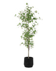 Boreal - Potted Birch Tree - Gray / Green
