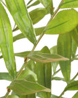 Zamia - Palm Accent In Planter - Green
