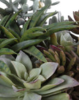 Greystone - Indoor-Outdoor Succulent - Green