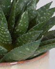 Doha - Succulent Accent - Light Gray