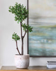 Arbor Strawberry - Tree - Brown / Green