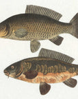 The Catch - Framed Fish Prints (Set of 2) - Black / Brown / Gray / Green / Orange / Woodtone