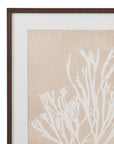 Gracilaria Multipartita Framed Print - Beige