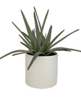 Taos - Aloe Centerpiece - Silver