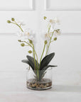 Glory - Orchid