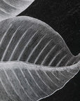 Foliage - Framed Prints (Set of 6) - Black
