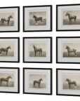 Equine Dynasty - Framed Prints (Set of 9)