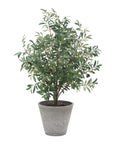 Marisol - Potted Olive Plant - Gray / Green
