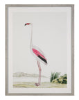 Vintage - Flamingo II Framed Print - Pink