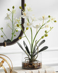 Glory - Orchid