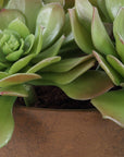Sable Succulent - Accent In Pot - Brown / Green