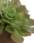 Sable Succulent - Accent In Pot - Brown / Green