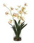 Spider - Orchid In Glass Vase - Green,Pink,Yellow