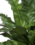 Verdure Fern - In Glazed Pot - White