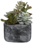 Alverio - Desert Garden Succulents - Gray