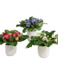 Trilogy Primrose - Accents In Vases (Set of 3) - Green / White