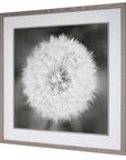Dandelion Seedhead - Framed Print - Black