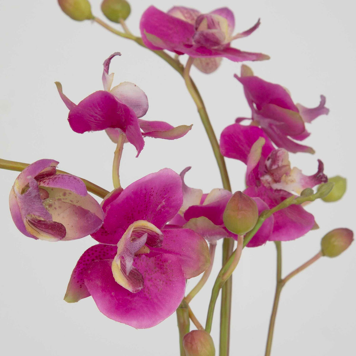 Glory Orchid - Fuchsia Orchid - Silver