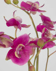 Glory Orchid - Fuchsia Orchid - Silver