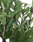 Arbor Strawberry - Tree - Brown / Green