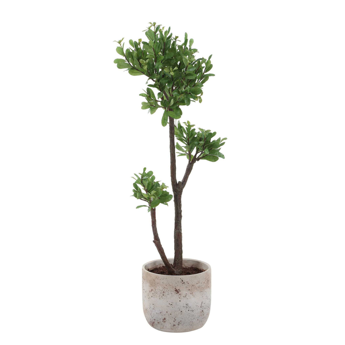 Arbor Strawberry - Tree - Brown / Green