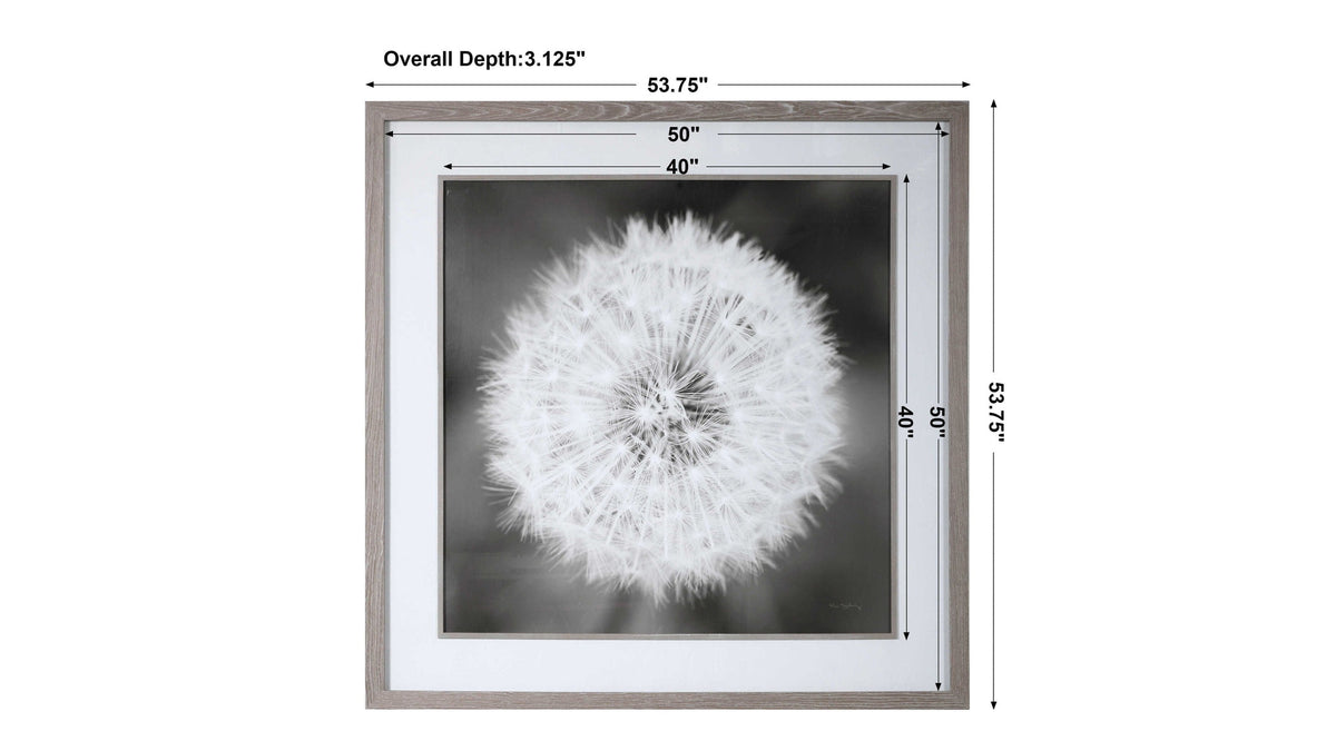 Dandelion Seedhead - Framed Print - Black