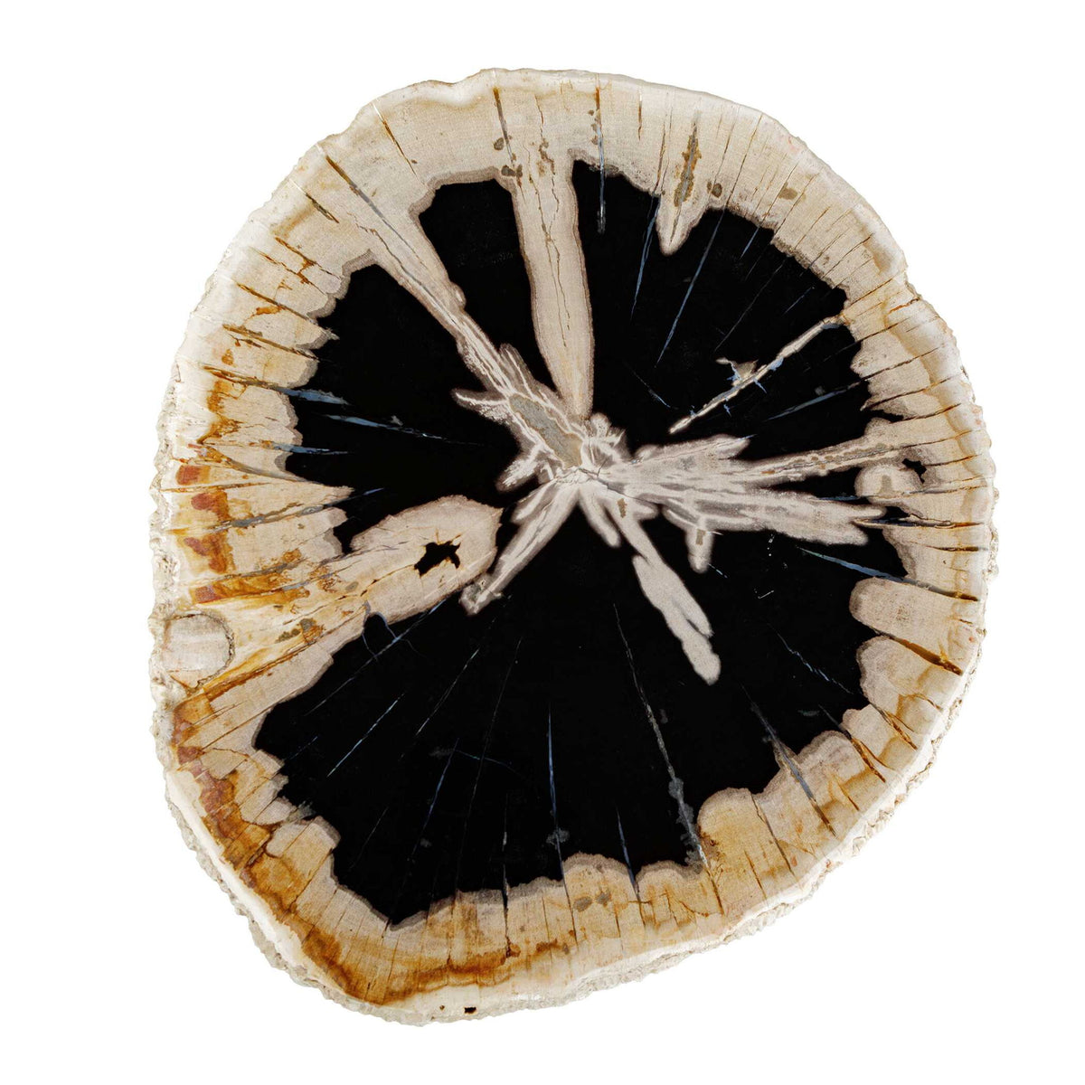 Arco - Petrified Wood Top Accent Table - Black / White