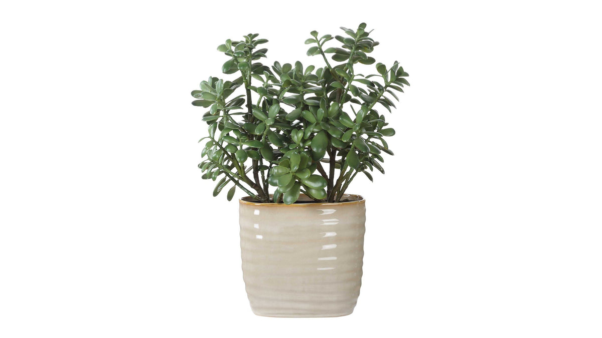 Crassula Jade - Accent Plant - Beige