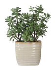 Crassula Jade - Accent Plant - Beige