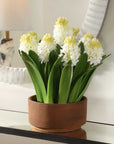 Sincerity - Potted Hyacinth Plant - Green