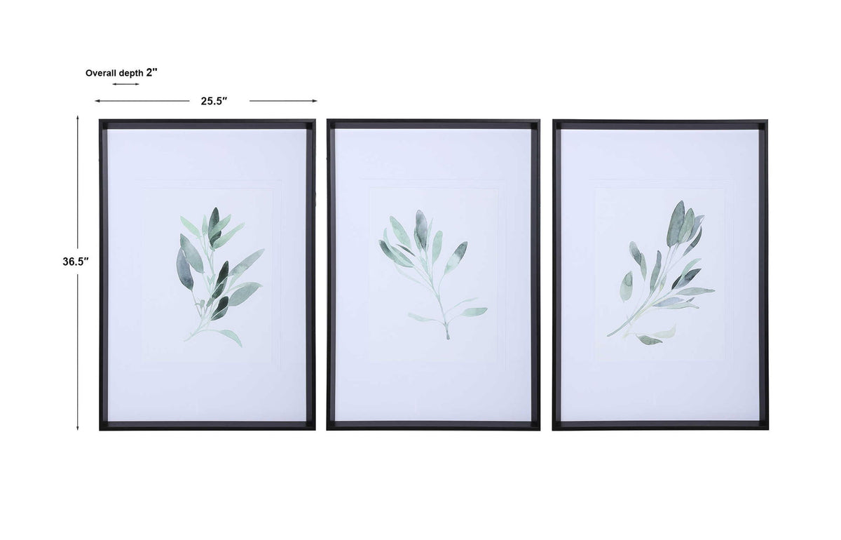 Simple Sage - Watercolor Prints (Set of 3) - White