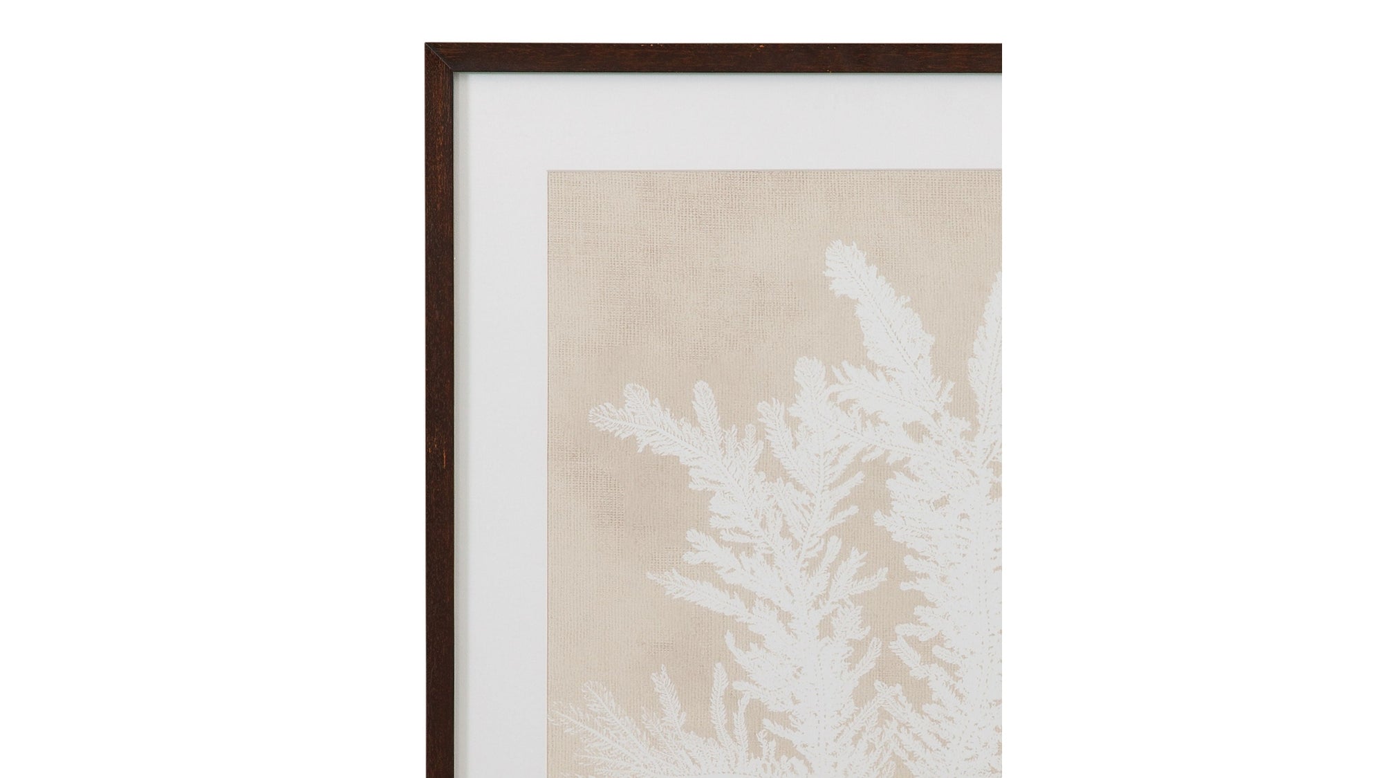 Ptilota Plumosa Framed Print - Beige