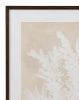 Ptilota Plumosa Framed Print - Beige