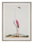 Vintage - Flamingo I Framed Print - Pink