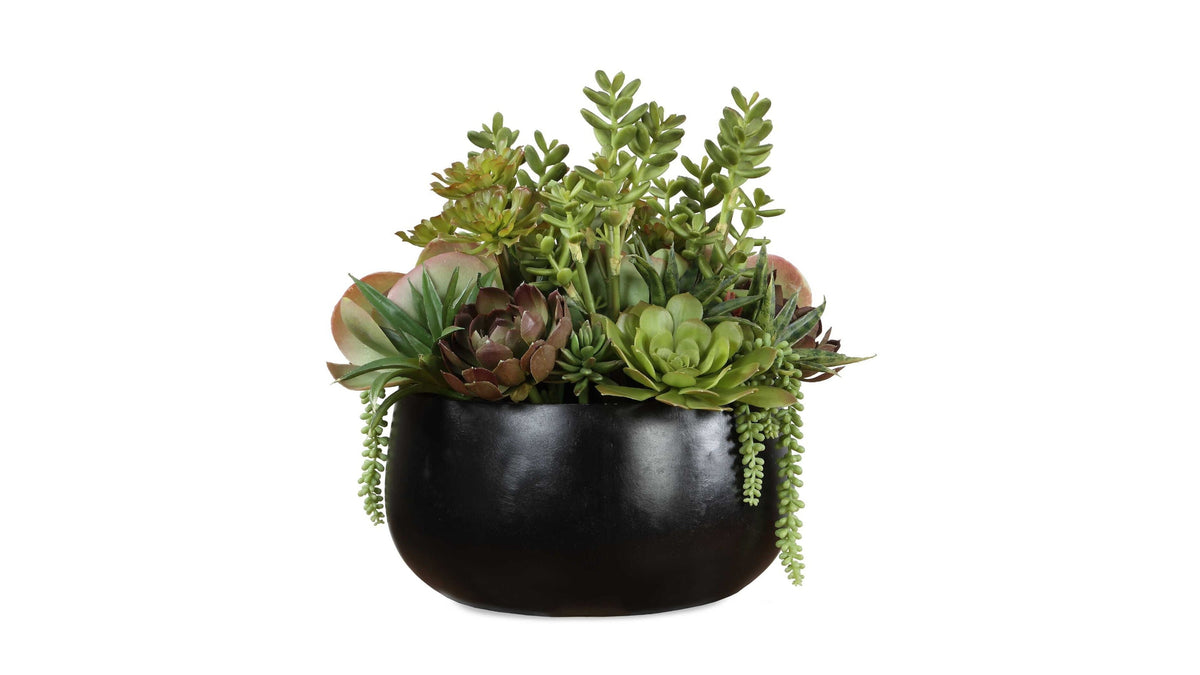 Mico - Indoor-Outdoor Succulent Centerpiece - Black,Green