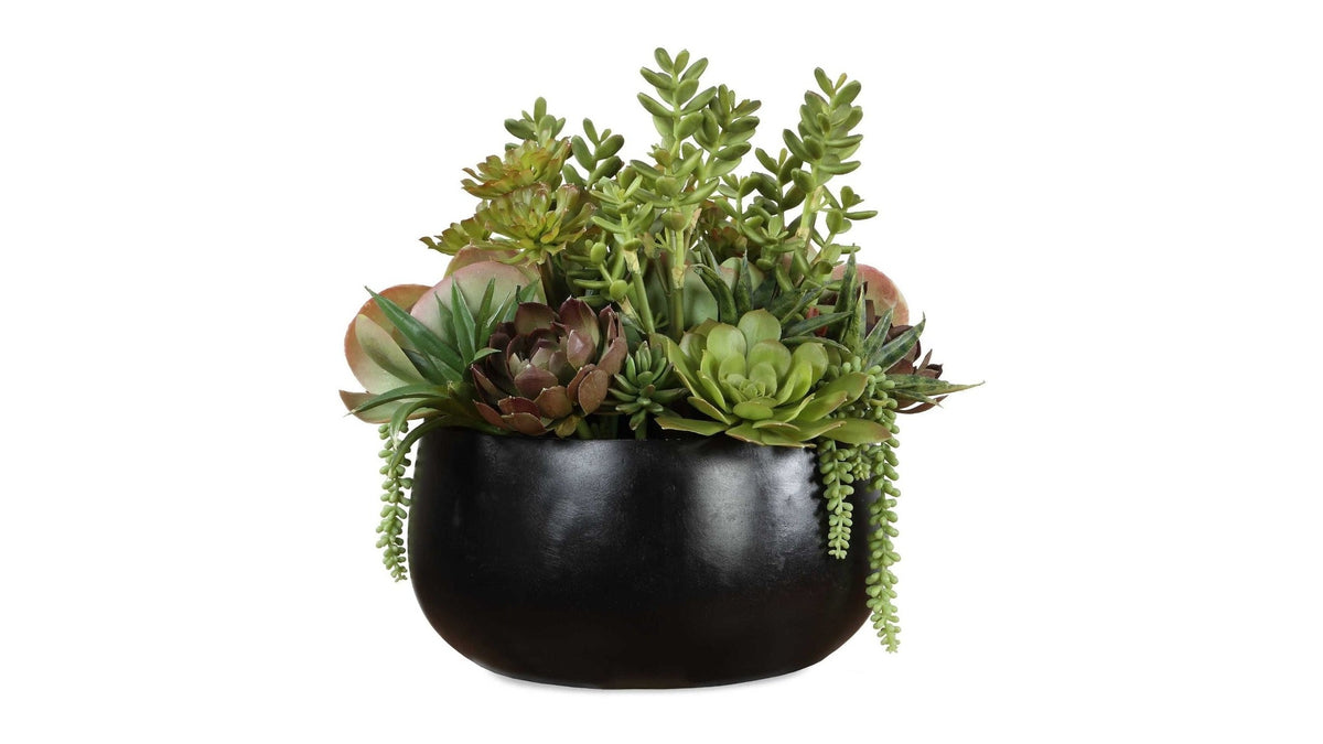 Mico - Indoor-Outdoor Succulent Centerpiece - Black,Green