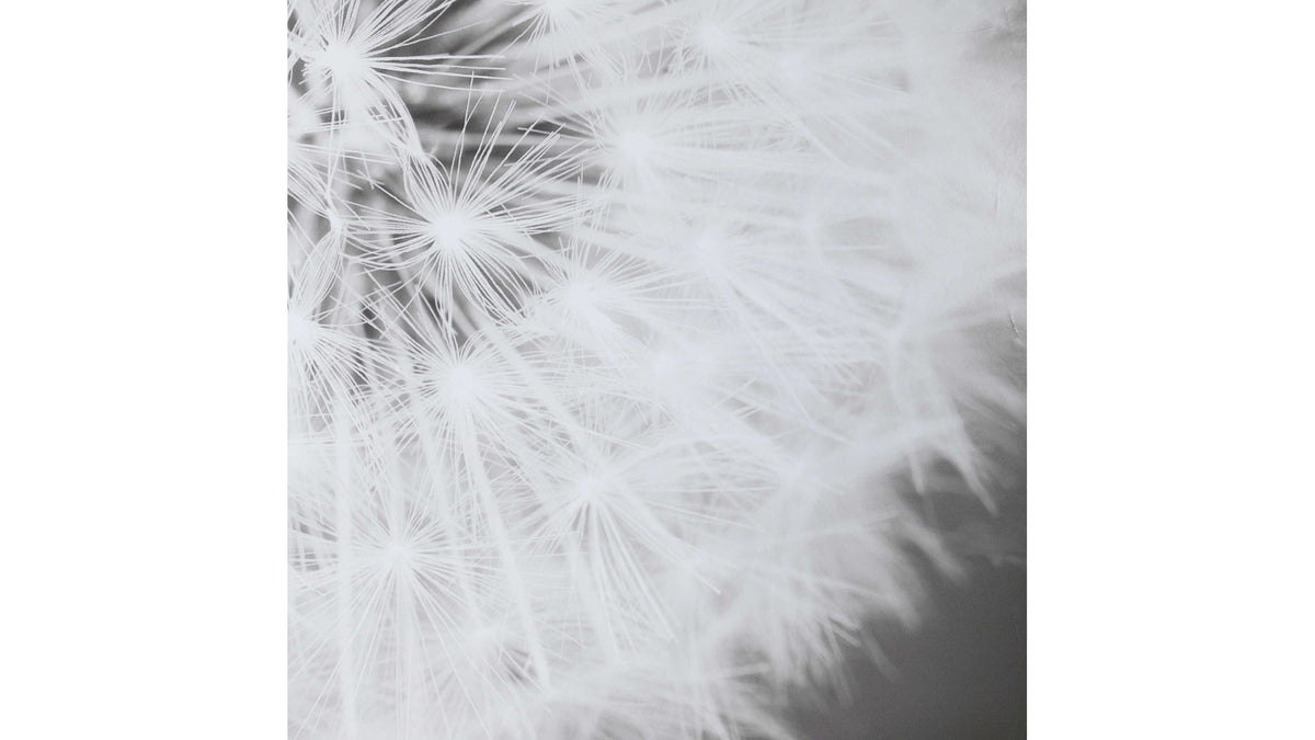 Dandelion Seedhead - Framed Print - Black
