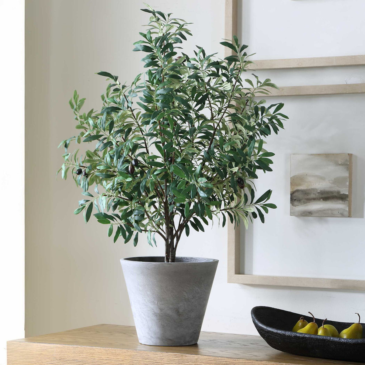 Marisol - Potted Olive Plant - Gray / Green