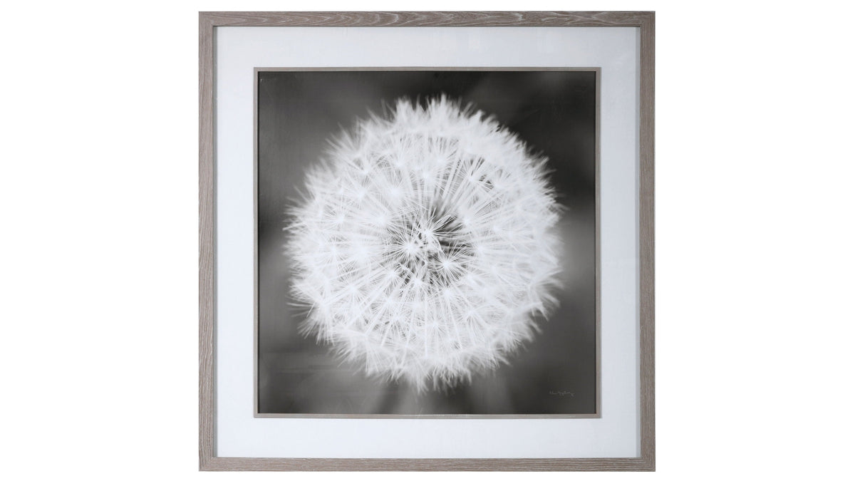 Dandelion Seedhead - Framed Print - Black