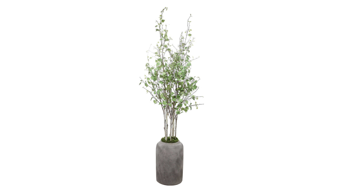 Aldis - Potted River Birch - Gray