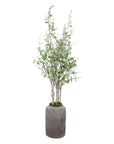 Aldis - Potted River Birch - Gray