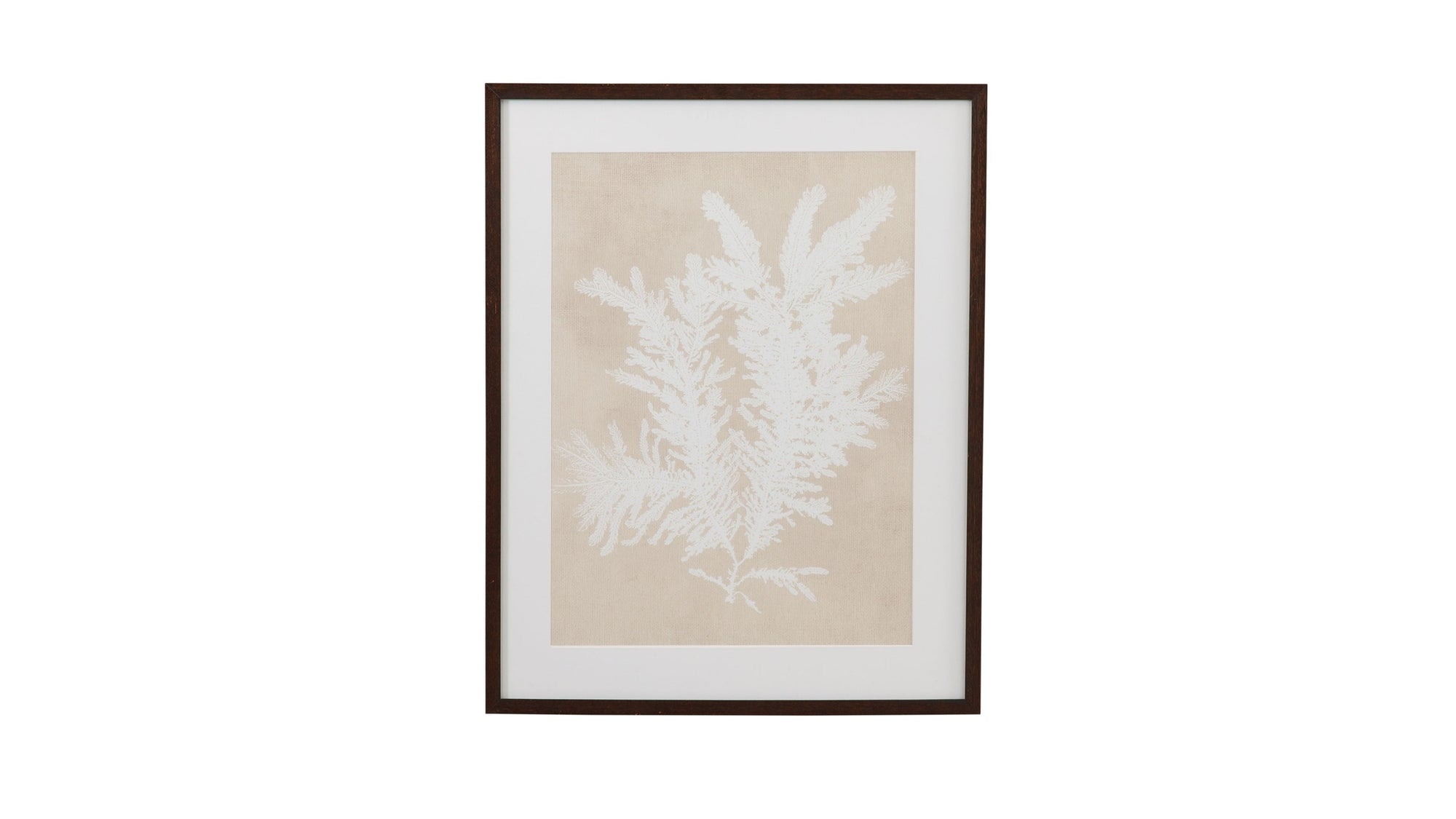 Ptilota Plumosa Framed Print - Beige