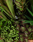 Salar - Succulents In Teak Bowl - Light Brown