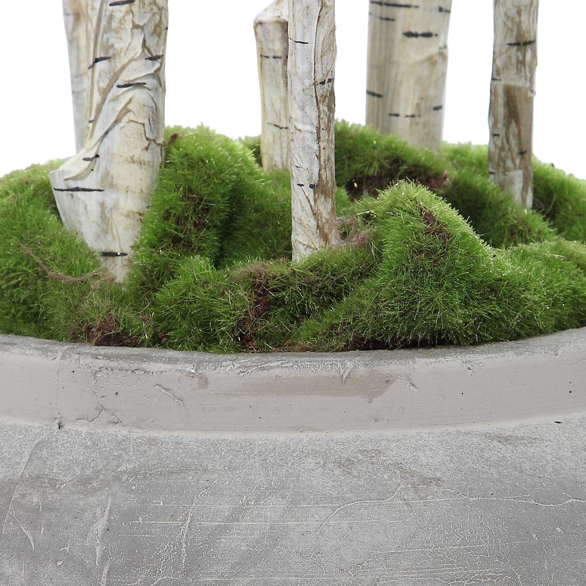 Aldis - Potted River Birch - Gray
