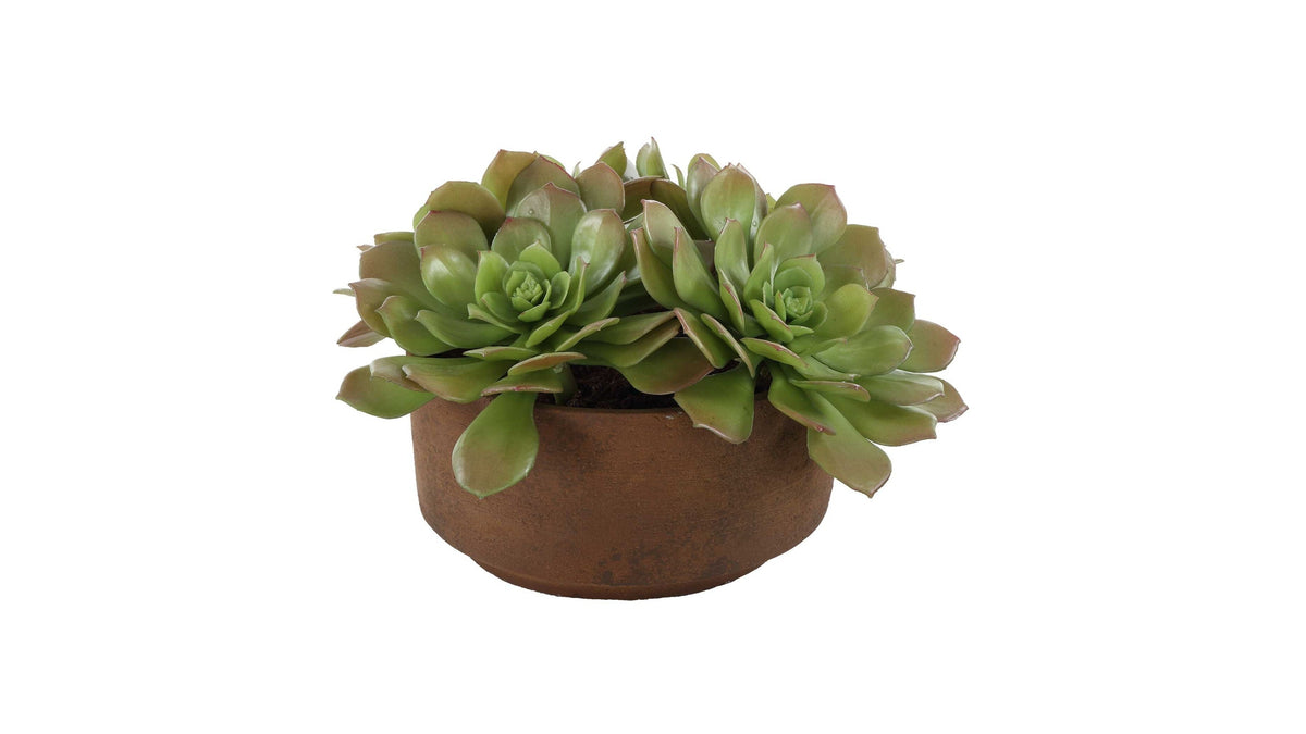Sable Succulent - Accent In Pot - Brown / Green