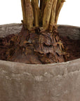 Zamia - Palm Accent In Planter - Green