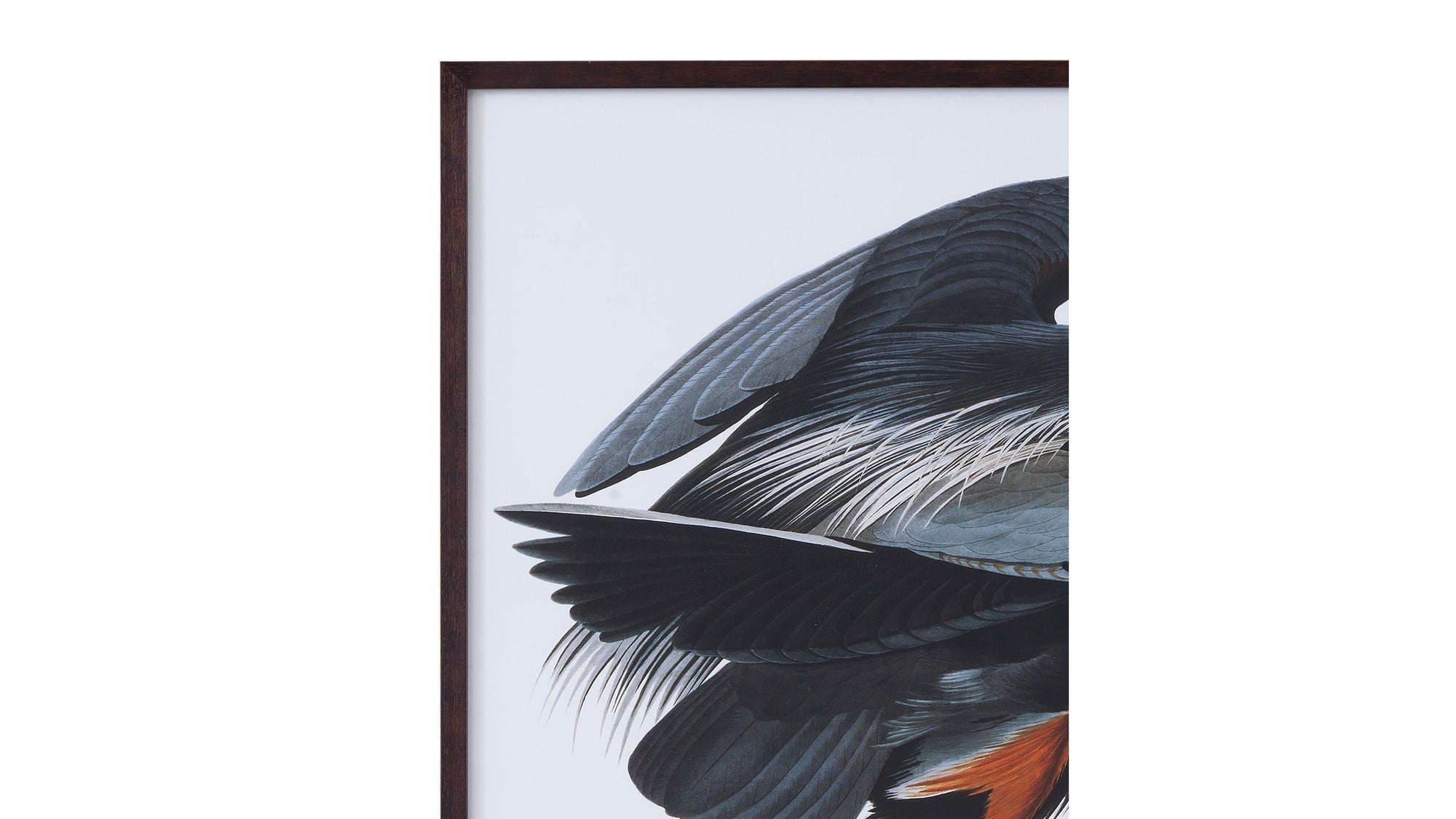 Audubon Great Blue Heron Framed Print - Gray