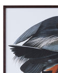 Audubon Great Blue Heron Framed Print - Gray